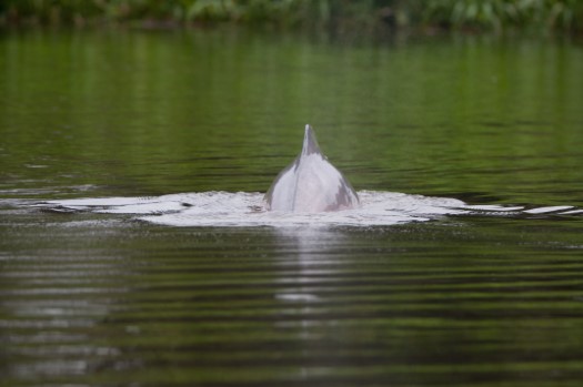 Amazon Pink River Dolphin in Cuyabeno